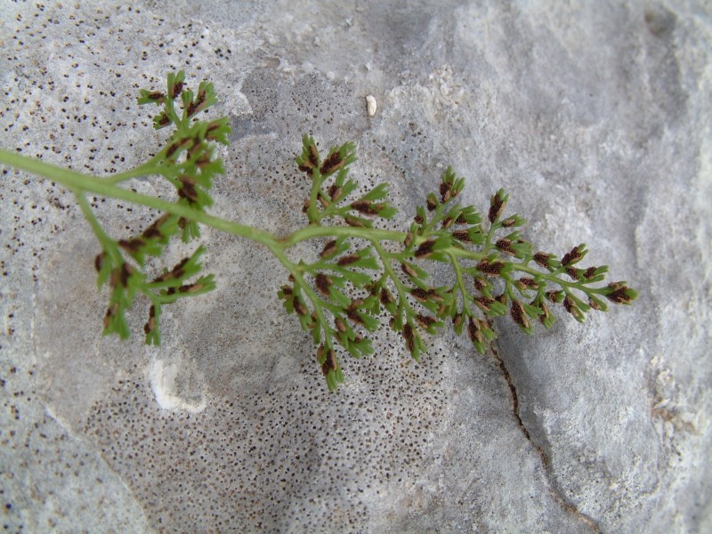 Asplenium fissum / Asplenio diviso